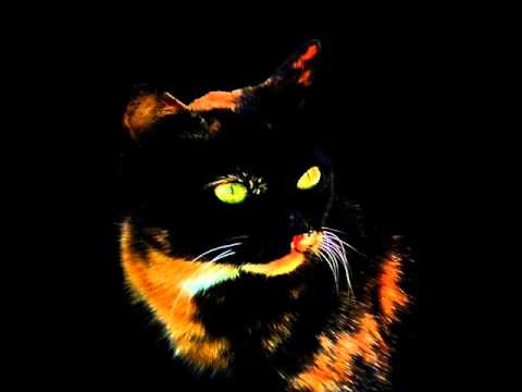 tr1pkn1ck and phiorio-hug a cat (phiorio cat face remix)