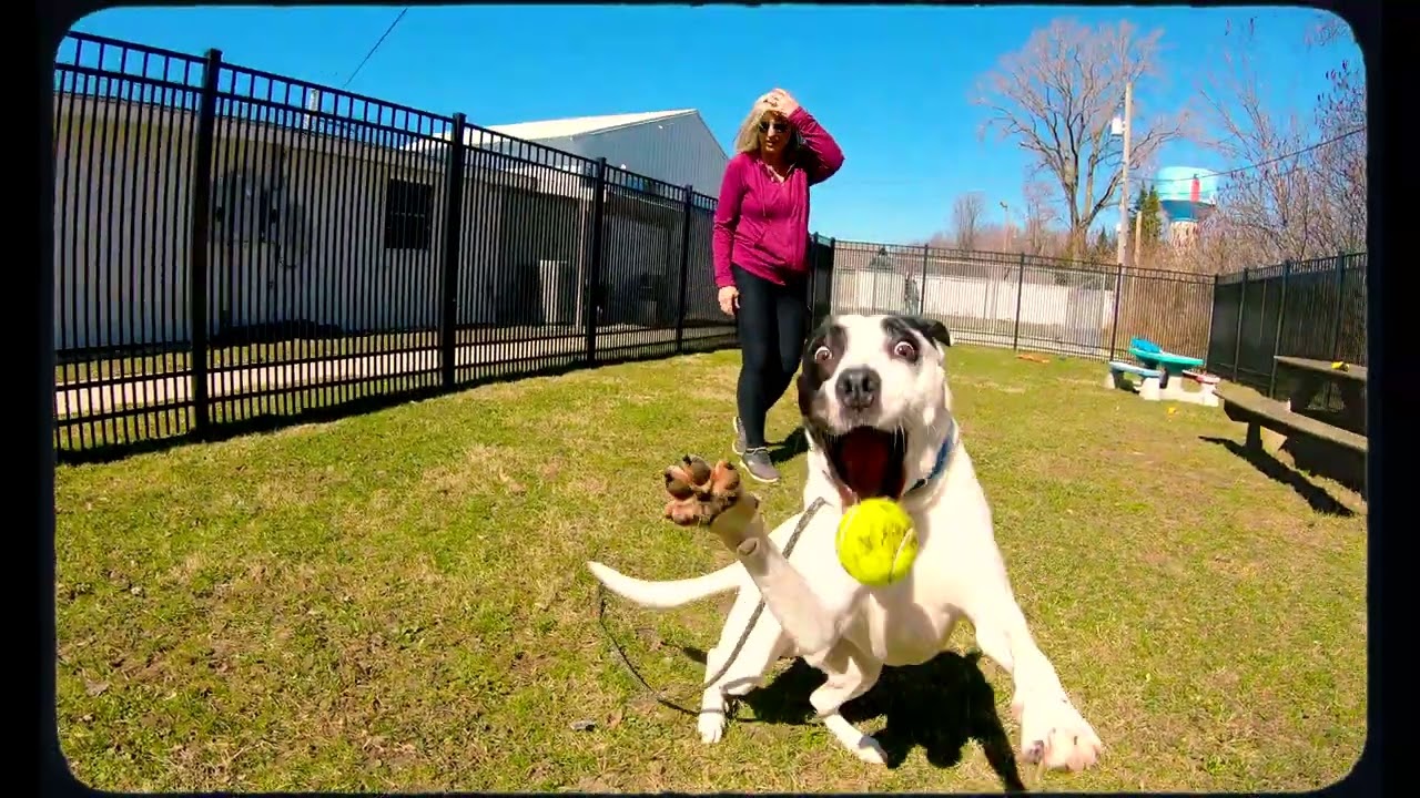 Edison, a Adoptable Mixed Breed in South Haven, MI video 6/6