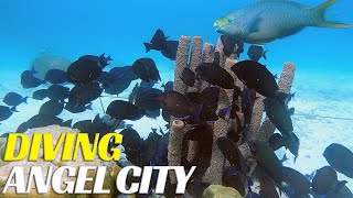 Scuba Diving Angel City - Bonaire Scuba Adventure  - Ep 43