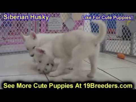 download lagu mp3 mp4 Siberian Husky For Sale Florida, download lagu Siberian Husky For Sale Florida gratis, unduh video klip Siberian Husky For Sale Florida