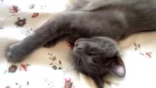 Funny talking cats funny humor