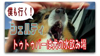 シェルティ】トゥトゥバーは犬の水飲み場【フランス田舎暮らし🇫🇷】#犬の散歩 #賢い犬 #犬のいる暮らし #マイペースな犬