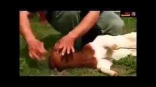 Halal slaughter magic