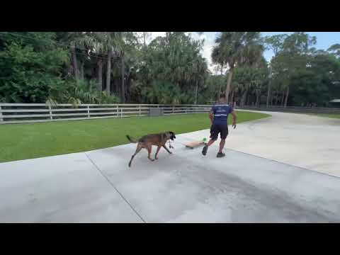 Meet Valor, the extraordinary Belgian Malinois Blessed by Guruji Mahendra Trivedi