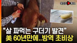 [여의도튜브] 송아지서 발견...드물게 사람도 감염 / 머니투데이방송