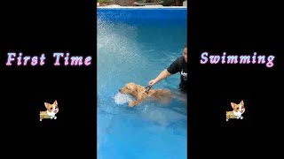 Rocky First Time Swimming @ 5 Months Old - October 23, 2016 | cute dog | Rocky