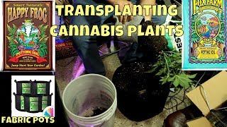Transplanting Cannabis Into Fabric Pots Using Fox Farms Soil