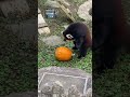 Red Panda Attempts To Break Pumpkin While Playing With It - 1266410-1