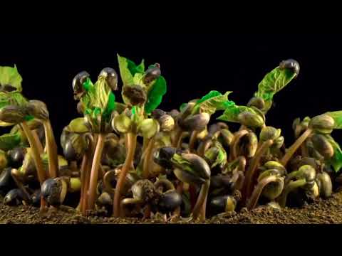 germination of black & white beans Iplants growth timelapse.