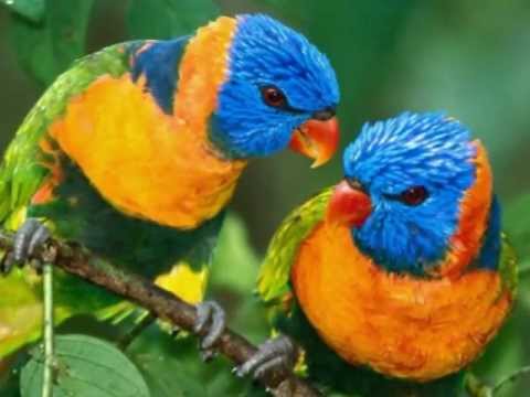 ♥Ignaz♥PLEYEL♥: Allegro of ►Flute-Oboe-Quintet Ben.280