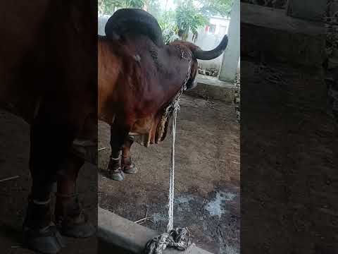 Bhole Baba Ka Nandi #nandi #bholenath #mahadev #shorts #viral #animals