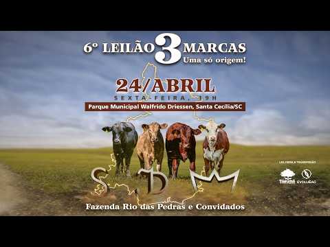 Leilão de Gado AO VIVO - 3 Marcas 24/04/2026 19H | Tarumã Remates