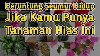 Download lagu 5 Tanaman Hias Depan Rumah Pembawa Keberuntungan mp3