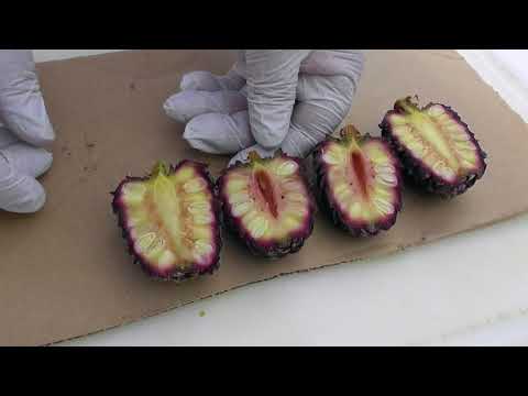 Rezept: Tiroler Zirbenschnaps aus dem Pitztal