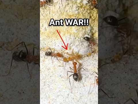 I Started an ANT WAR!!