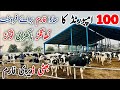 Bhatti Dairy Farm | imported cows | Australian Friesian cows | Jani Best | 17 May 2024
