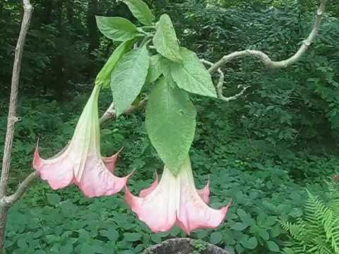 brugmansia test vid