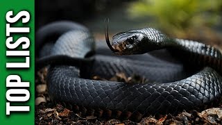 5 Most Venomous Snakes