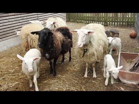 羊の親子　Sheep & Lambs 2019 0407