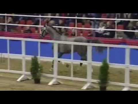COUPE D'OR: jumping stallion by Coupe de Coeur, www.equine-evolution.com