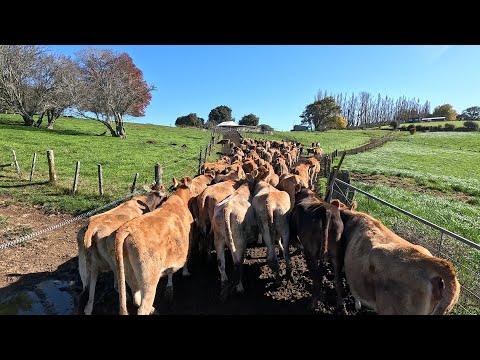 Training Heifers In The Cowshed For The First Time
