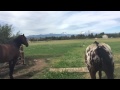 Horse Poo