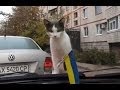 Funny Road Accidents Funny Videos Funny People Funny Clips Epic Funny Videos Part 13