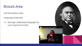 2.4: Lobes of the Cerebral Cortex - AP Psychology