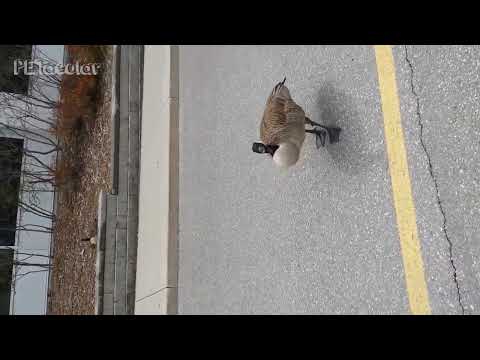 FUNNIEST Geese Attack Compilation