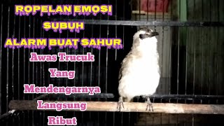 Download lagu Trucuk Gacor Subuh Ful Ropelan Panjang Cocok Buat Alarm Subuh Buat Sahur Sangat Ampuh Buat Pancingan mp3