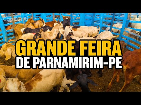 GRANDE FEIRA DE ANIMAIS EM PARNAMIRIM-PE, DIA 14/04/2026. #nordeste 
