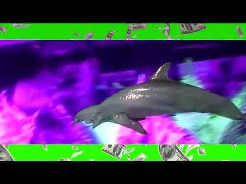 Video thumbnail for Dolphin