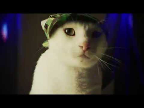 EDM Cats Paul Rosseland - Tong Tong (Promo) Out Now on Beatport Brimotek Music