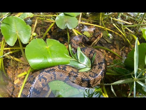 GIANT Cottonmouth FOUND While Fishing CRYSTAL CLEAR Creek!!!