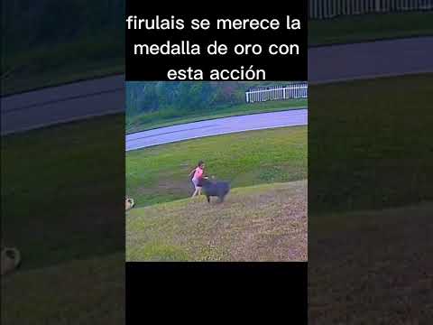 firulais siendo firulais #firulais #perros #protection #pelea