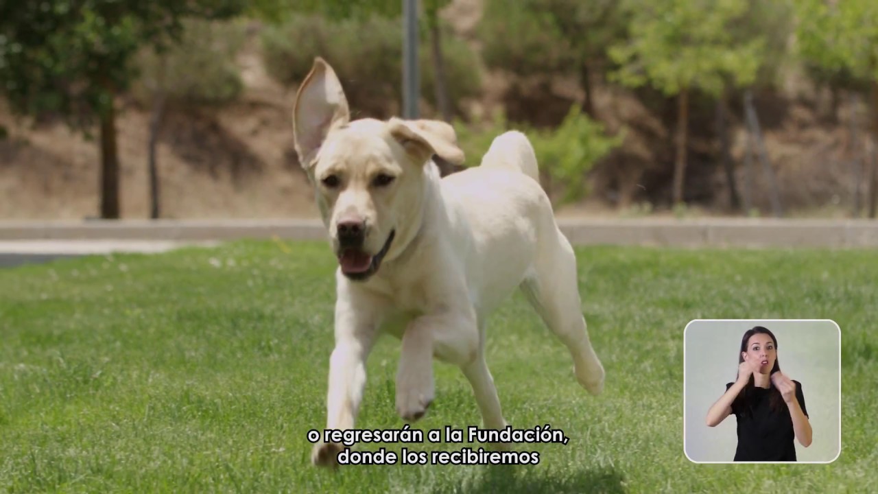 ONCE - Fundación ONCE del Perro Guía (FOPG)