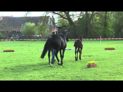 24 Hengstfohlen von Livaldon - Hohenstein