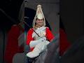 HORSE DID THIS IT MADE GUARD SMILE Horse Guards Royal Guard Kings Guard Horse