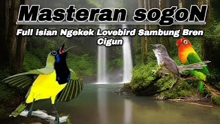 Download lagu SOGON FULL ISIAN NGEKEK LOVEBIRD SAMBUNG BREN CIGUN📍Paling DiCari Jeda Jernih Mudah Masuk mp3