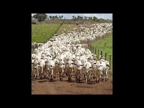 Vavá Machado & Marcolino- A volta do vaqueiro