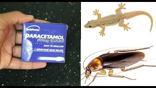 MAGIC PARACETAMOL ||  How To Get Rid of  COCKROACH And LIZARD Permanently In a Natural Way |