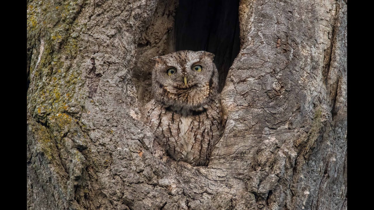 Eastern Screech Owl Calling