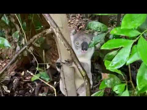 North Coast Regional Botanic Garden Coffs Harbour