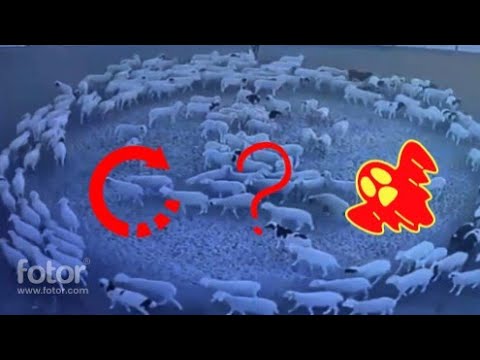 , title : 'На китайской ферме овцы уже 2 недели бегают по кругу…'