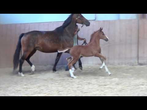 Stutfohlen von Borsalino Ampère De Niro