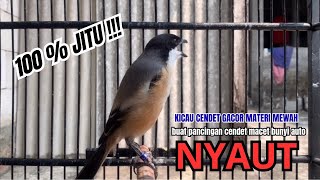 Download lagu cendet gacor BONGKAR ISIAN PANJANG MEWAH JITU PANCINGAN CENDET AGAR BUNYI bikin BURUNG PENTET GACOR mp3