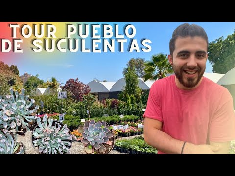 TOUR por MERCADO de SUCULENTAS Y otras PLANTAS GIGANTE / vivero suculento