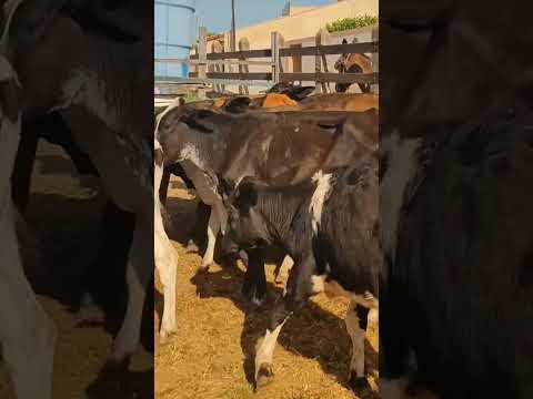 gado a venda Minador do negrão Alagoas