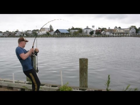 image-What is the best bait for stingrays?