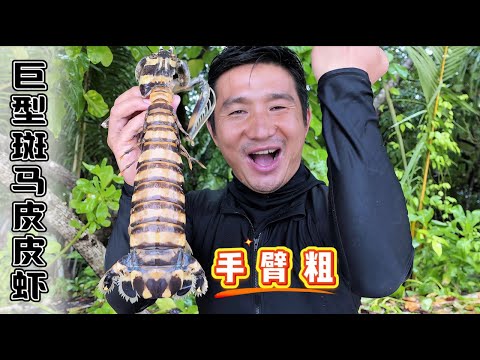 《所罗门群岛》第5集：2天1夜荒岛探索，首次抓获巨型斑马皮皮虾，和会喷水的射水鱼！#皮皮虾 #射水鱼 #抓龙虾 #荒岛探索 #红树林 #抓螃蟹 #赶海 #潜水 #fishing #ocean